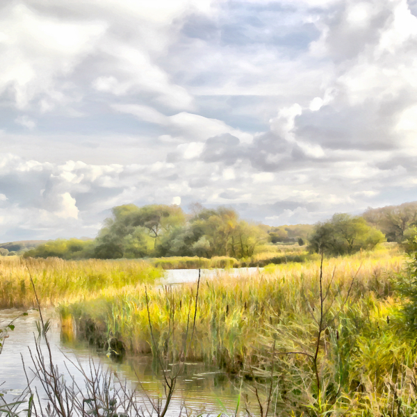 Shapwick Nature Reserve